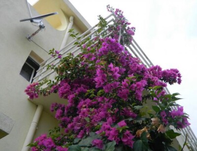 Kuća u Baru, Zeleni pojas