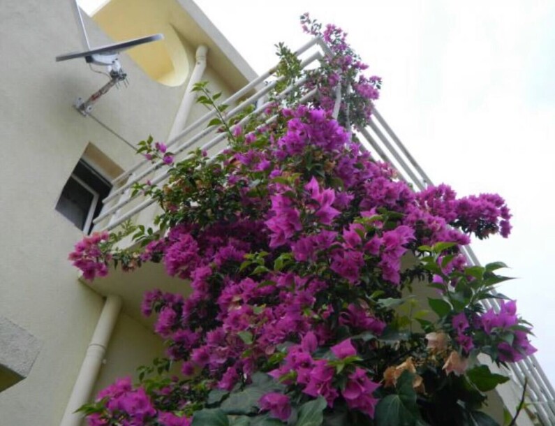 Kuća u Baru, Zeleni pojas-4